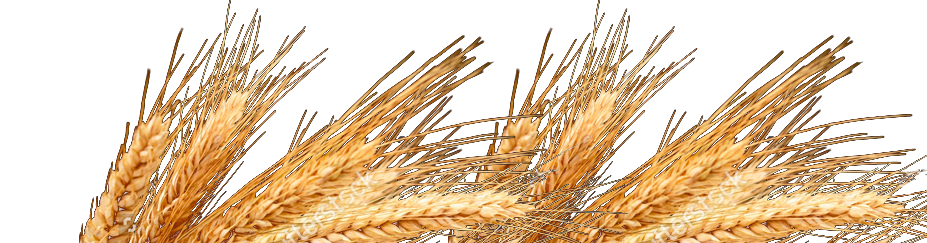 ingrediente_variedad_04